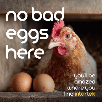 A chicken sitting next to a couple of eggs in a coop